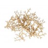 30 silhouettes de coraux en bois