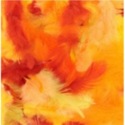 Assortiment de plumes