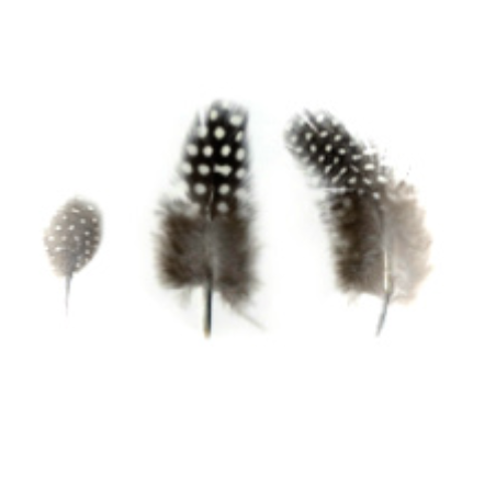 Plumes tachetées