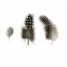 Plumes tachetées