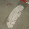 Plume d'autruche colorée