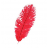 Plume d'autruche colorée