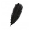 Plume d'autruche colorée