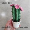 Cactus en papier mâché